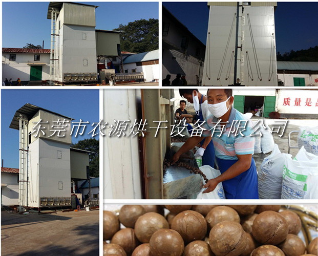 云南澳洲堅果烘干項目