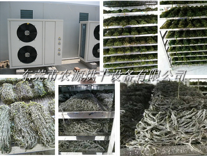 福建海帶烘干項目